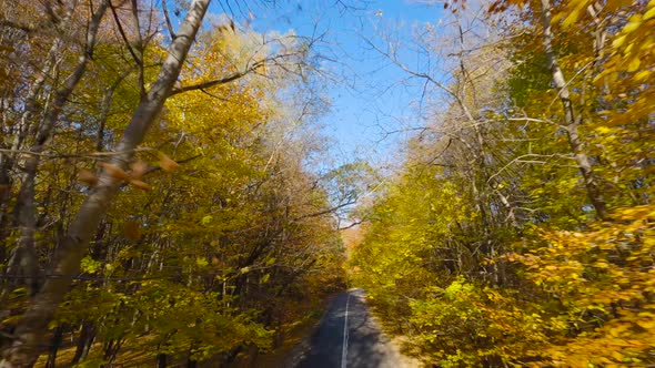 Smooth Flight Close to Branches of Trees Along the Road That the Car is Driving on