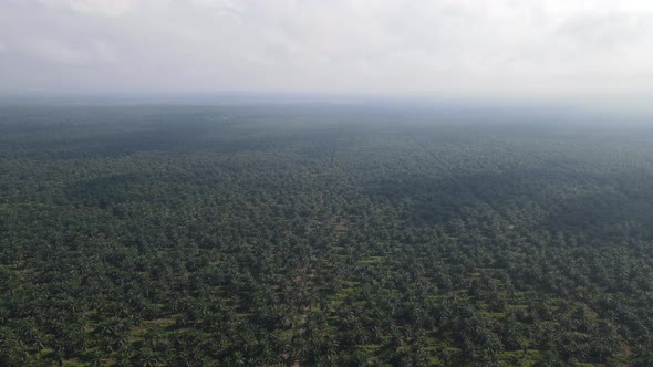 Aerial View of The Palm Oil Estates