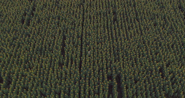 Endless Field with Blooming Sunflowers