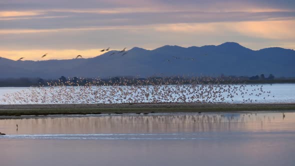 Flock of Wrybill and Godwits Birds Murmuration, Mountain Horizon, Long