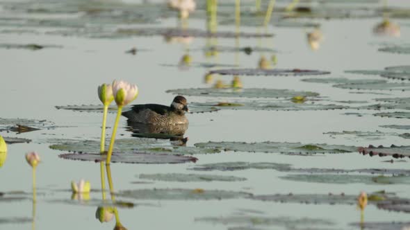 tracking shot of a green pygmy goose at marlgu billabong