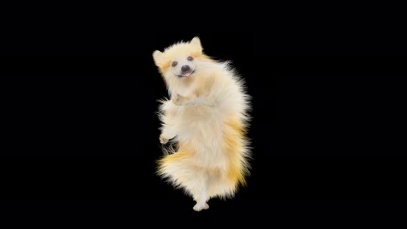 Dog Dancing 4K