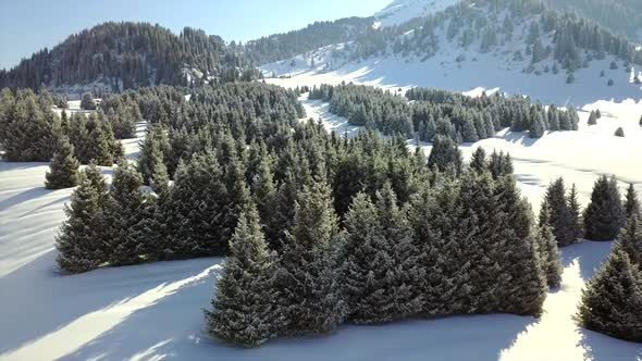 View of Snowy Mountains and Forest