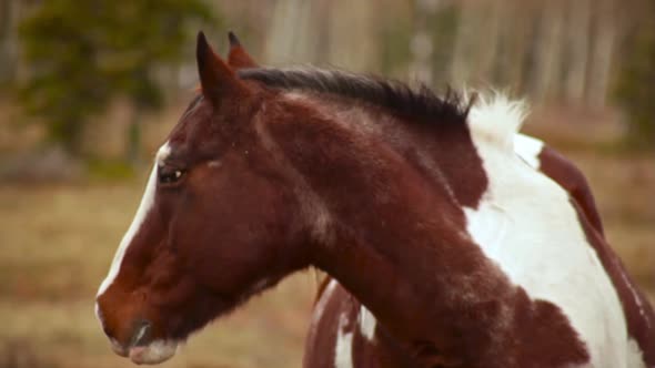 Horses standing next to each other on a cloudy day