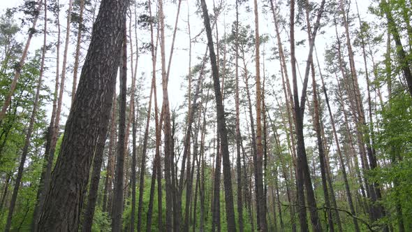 Summer Forest with Pine Trees Slow Motion