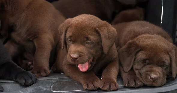 Brown and Black Labrador Retriever, Puppies in the Trunk of a Car, Yawning, Normandy in France