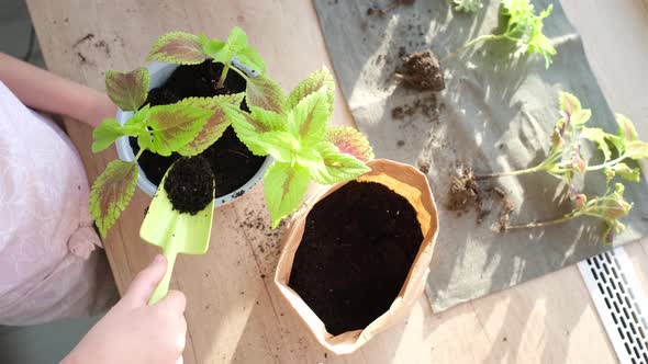The process of transplanting a flower of Coleus. Houseplant transplant concept.