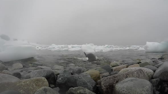 Gentoo Penguins on the Beach