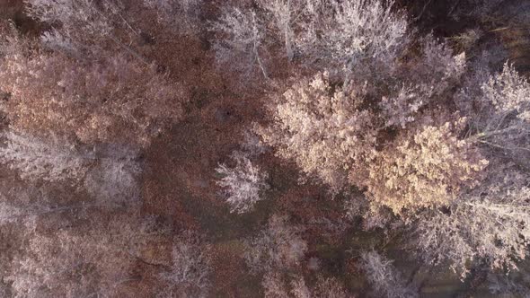 Frozen Winter Forest Top View