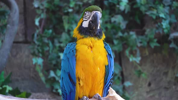 Blue and Yellow Ara Macaw Parrot Blinks His Eyes and Chirps Loudly Closeup in Jungle or Rainforest