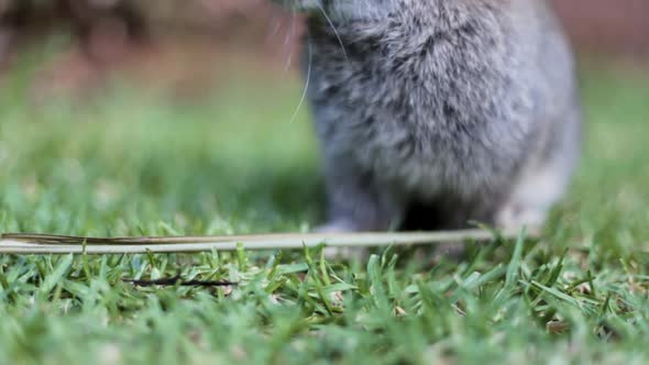 A pet rabbit is feeding on a green lawn in this close-up