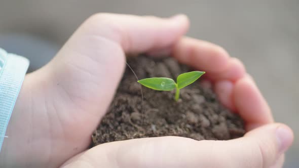 Small Green Plant Growing From Soil in a Child Hands.
