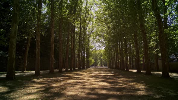 Low Angle Tracking Shot in Versailles Woods Alley at Sunny Day in Spring