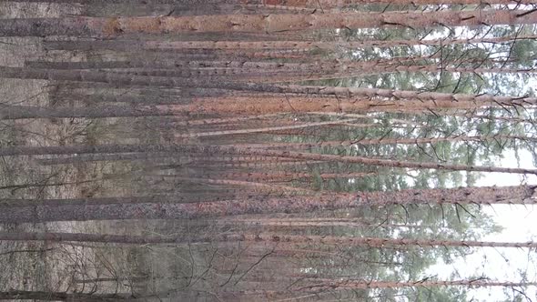 Vertical Video of Beautiful Forest Landscape