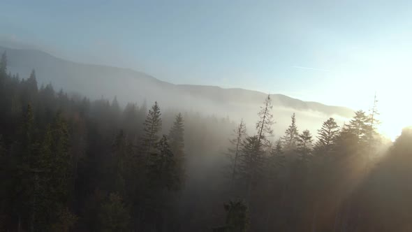 View From the Height of Mountains Covered with Coniferous Forest and Morning Fog