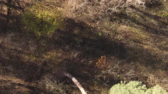 Vertical Video Aerial View of Trees in the Forest on an Autumn Day in Ukraine Slow Motion