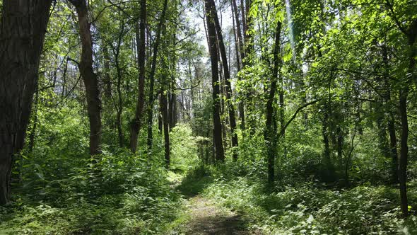 Beautiful Green Forest on a Summer Day Slow Motion