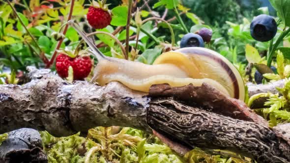 Snail Slowly Creeping Along the Branch