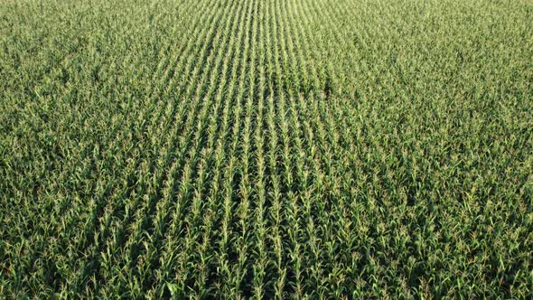 Flight Over a Field of Green Corn Ripening Corn in an Agricultural Field