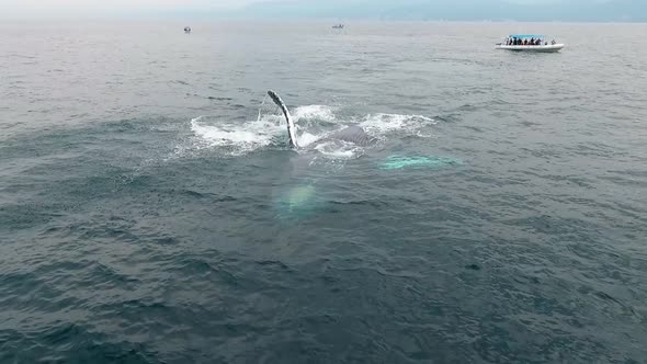 Whale Offers Entertaining a Group of People, Whale Watching in Puerto Vallarta, Mexico