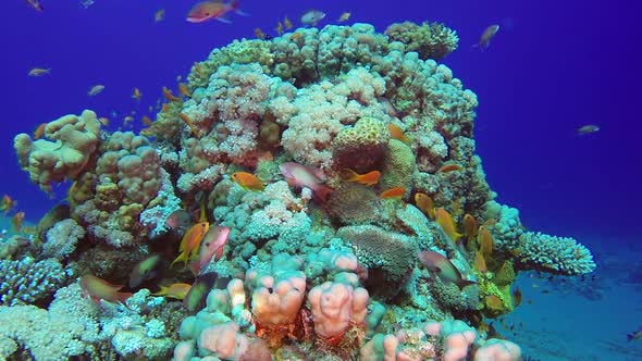 Colorful Underwater Reef