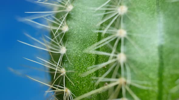 Green Cactus with Sharp Needles and Pink Purple Flower