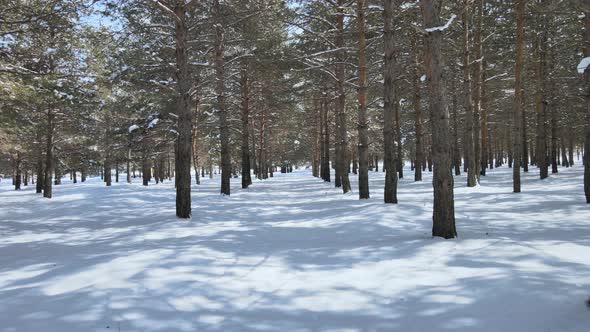 snowy forest