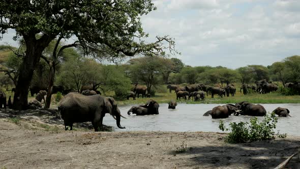 Elephant herds have fun in the water. Serengeti National Park, Tanzania.