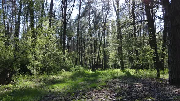 Green Forest During the Day Aerial View