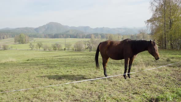 A Dark Brown Horse Stands in a Paddock and Looks Around, Hills and Mountains in the Background.