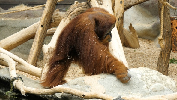 Orangutan walking around the aviary.