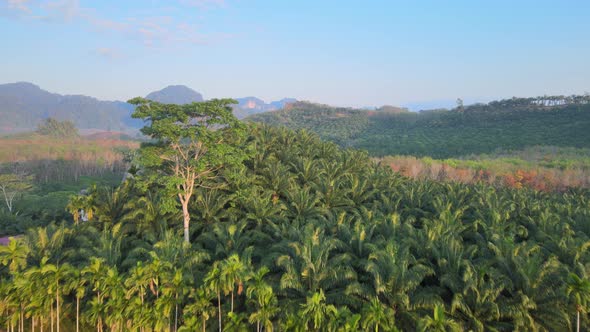 Aerial view Top-view Palm Oil Tree Plantation from above. Aerial HD birds eye view. Krabi, Thailand.