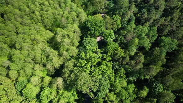 Aerial Drone overlooking forest, woods, trees, dense.