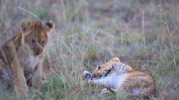 young lion cubs, Panthera? leo play with each other on the open plains of the Mara triangle during l