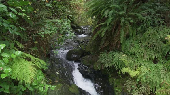 Beautiful Tranquil Natural Footage with Scenic Beautiful Rainforest Green Canyon