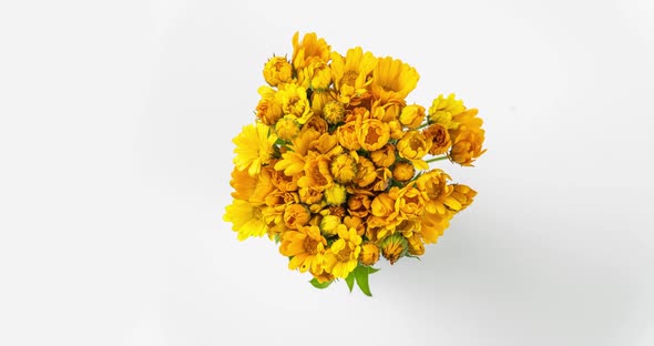 Timelapse of Calendula Flowers Blooming on White Background.