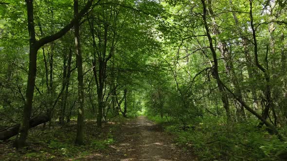 Natural Landscape in the Forest During the Day