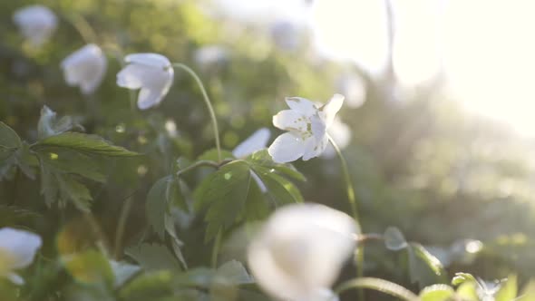 Motion close-up of white wood anemone flowers in sunlight in forest