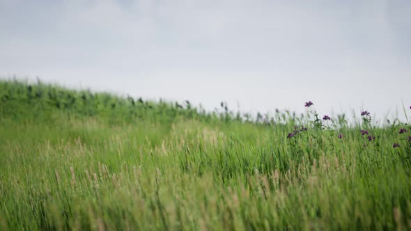 Field of Green Fresh Grass Under Blue Sky