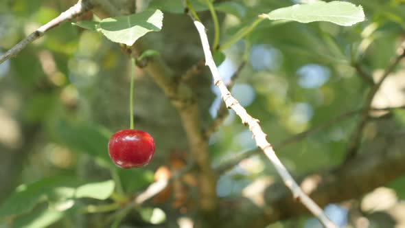 Organic Prunus cerasus tasty fruit on the tree branch close-up 4K 2160p 30fps UltraHD video - Sour r