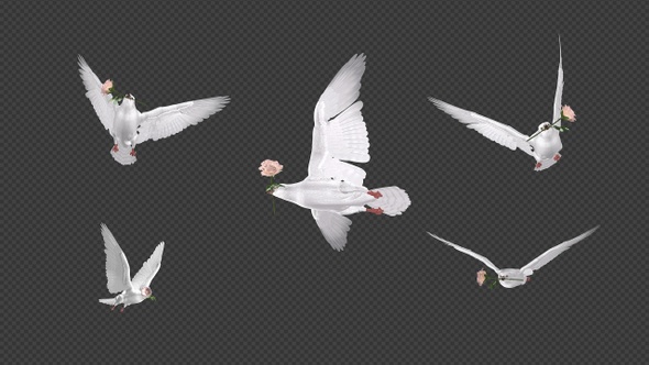 Doves with Roses - Flying Flock of 5 - 4K Transparent Transition