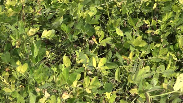 Green Yellow Leaves of Fresh Peanut Plant in Groundnut Planted Field