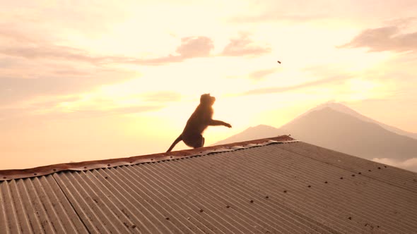 Tourists Feeding Wild Monkey with Bread