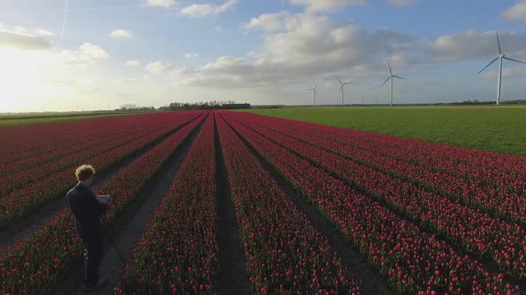 Tulip field