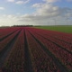 Tulip field - VideoHive Item for Sale