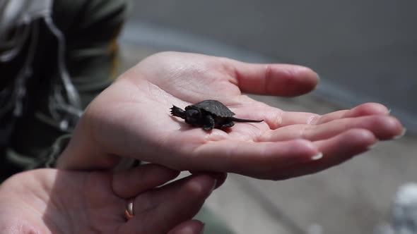 Freshwater Turtle Cub in Female Hands