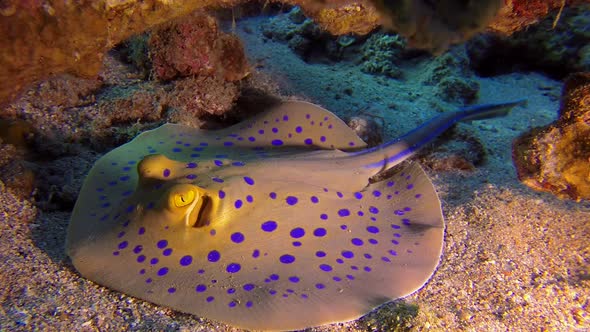 Underwater Colorful Bluespotted Stingray