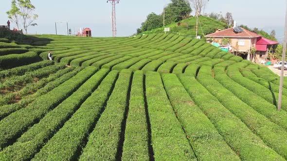 Woman Walking in Tea Plantation in Cayeli Rize Karadeniz Region in Turkey