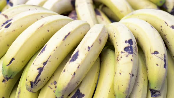 Fresh bananas on display for sale at grocery store. Panoramic plan. Tilt