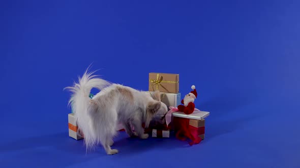 Rear View of a Chihuahua Dog in the Studio on a Blue Background